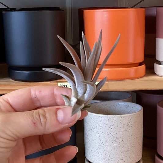 Tillandsia velutina