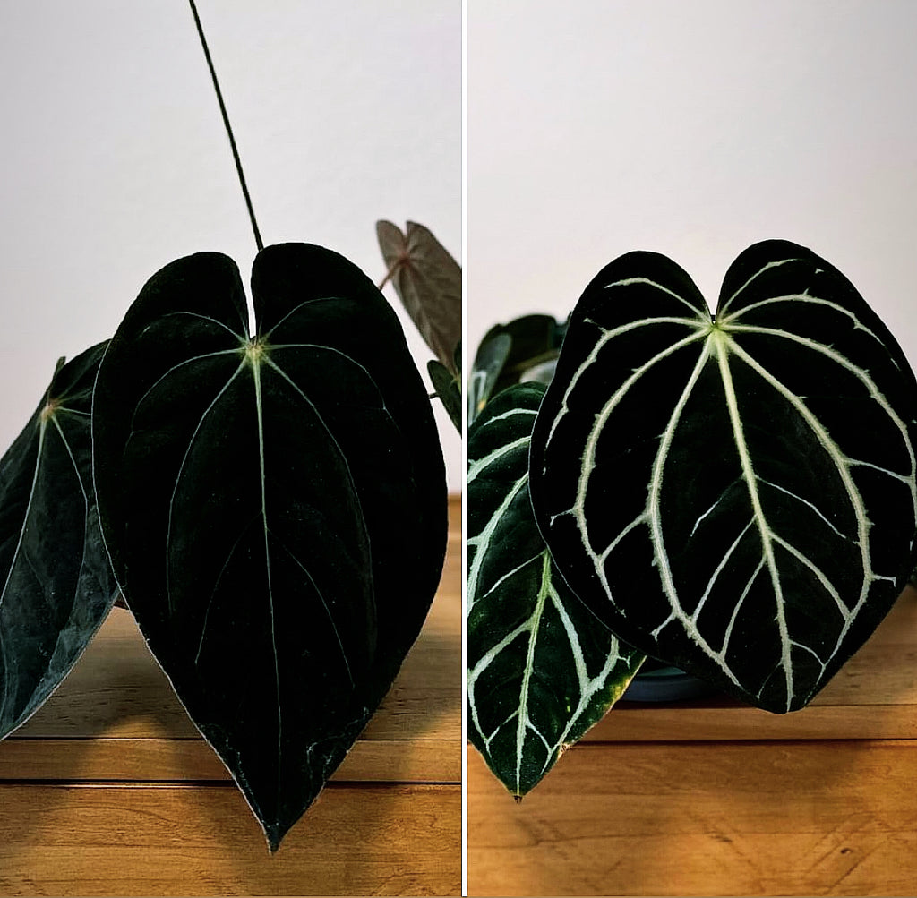 Anthurium carla x bvep