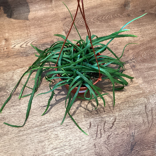 Rhipsalis boliviana