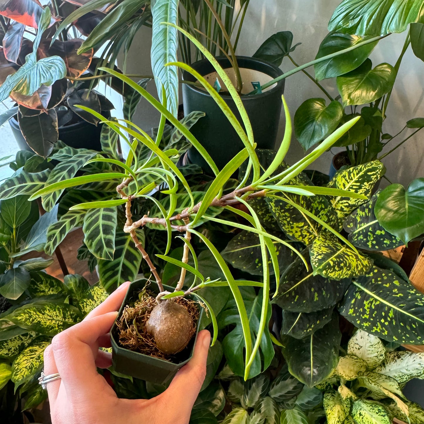 Ant Plant (Assorted Species)
