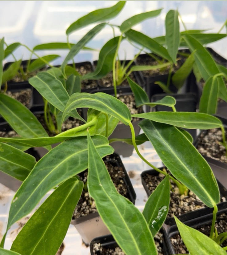 Anthurium warocqueanum