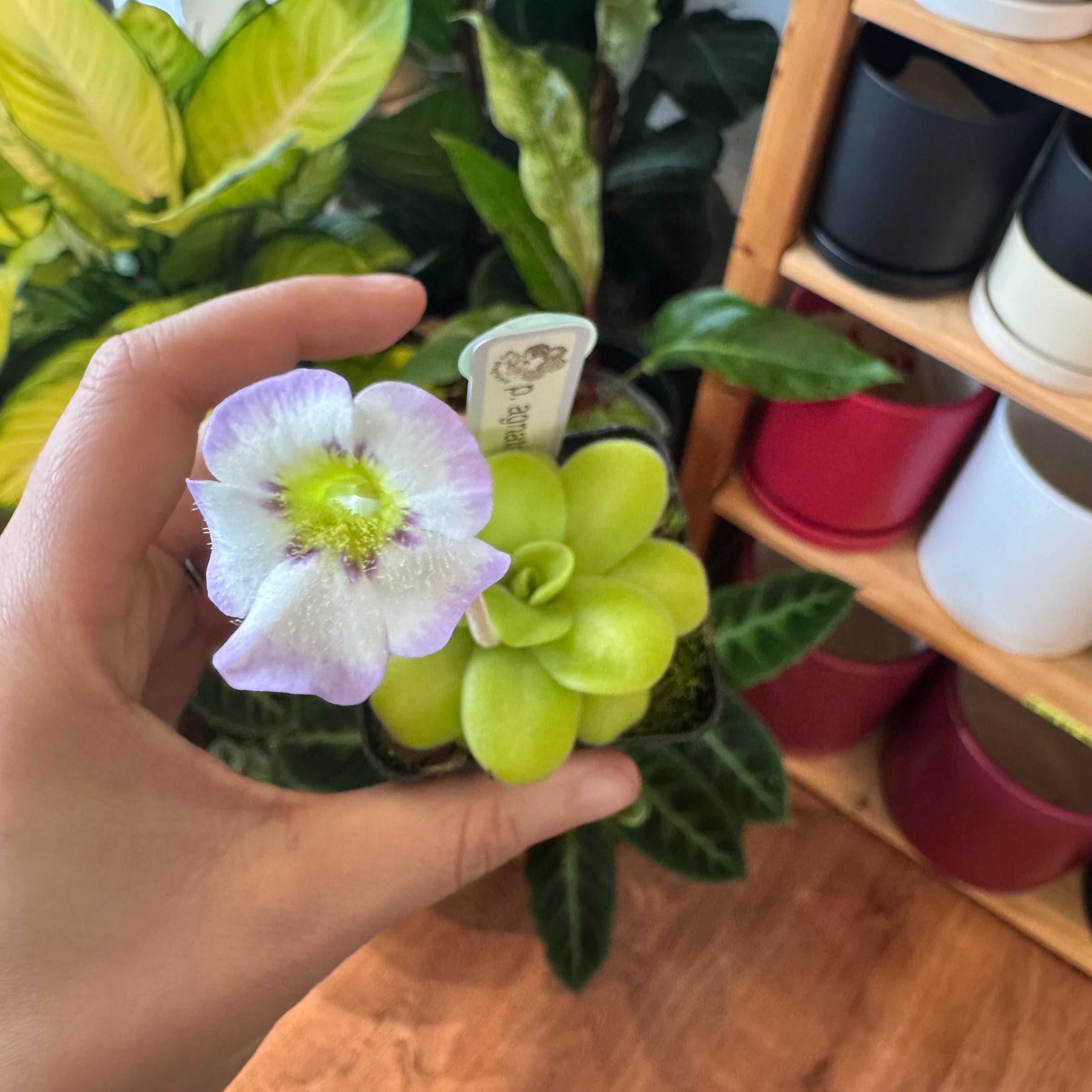 Pinguicula agnata