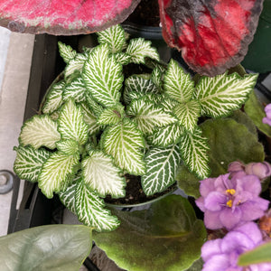 Fittonia “White Tiger"