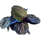 Load image into Gallery viewer, Calathea ‘Dottie’
