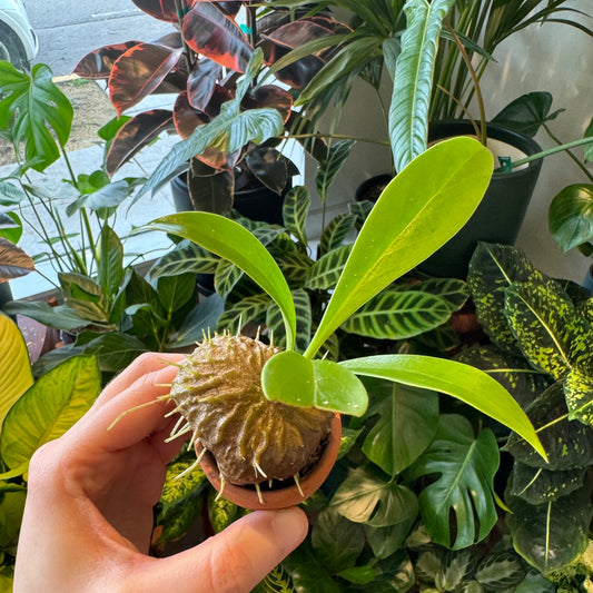 Ant Plant (Assorted Species)