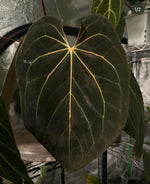 Load image into Gallery viewer, Anthurium NoID “Matthew” x Flat Besseae
