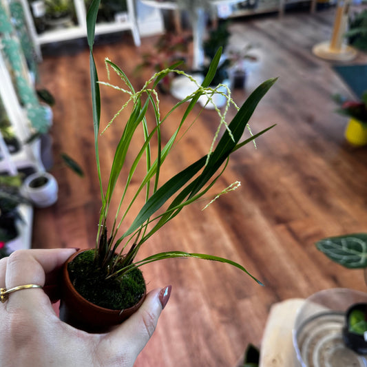 Dendrochilum stenophyllum