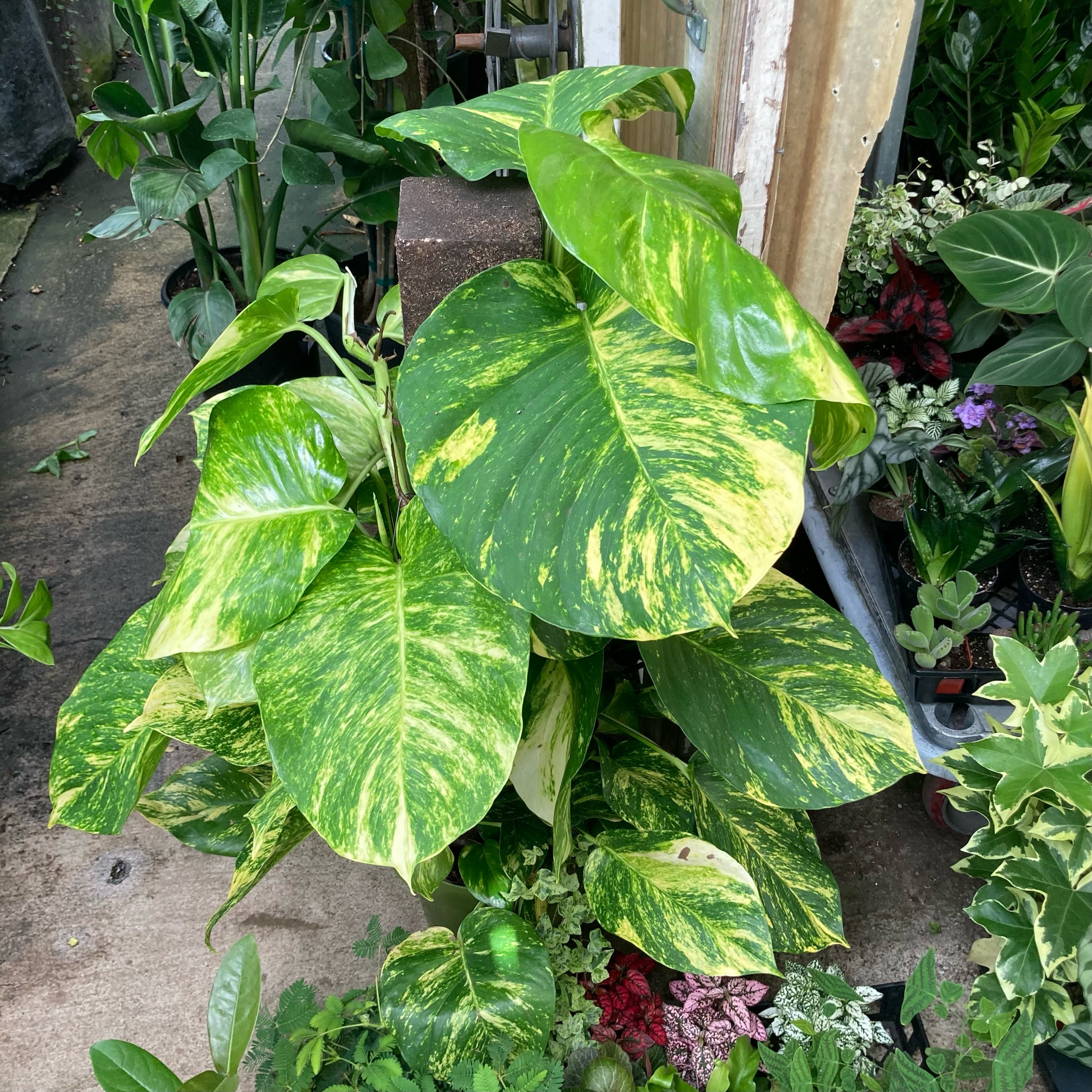 Hawaiin Pothos (Mature Epipremnum aureum)