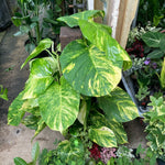 Load image into Gallery viewer, Hawaiin Pothos (Mature Epipremnum aureum)
