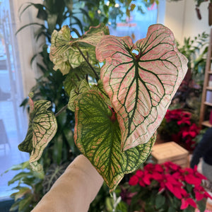 Caladium Thai Beauty Thai Symphony