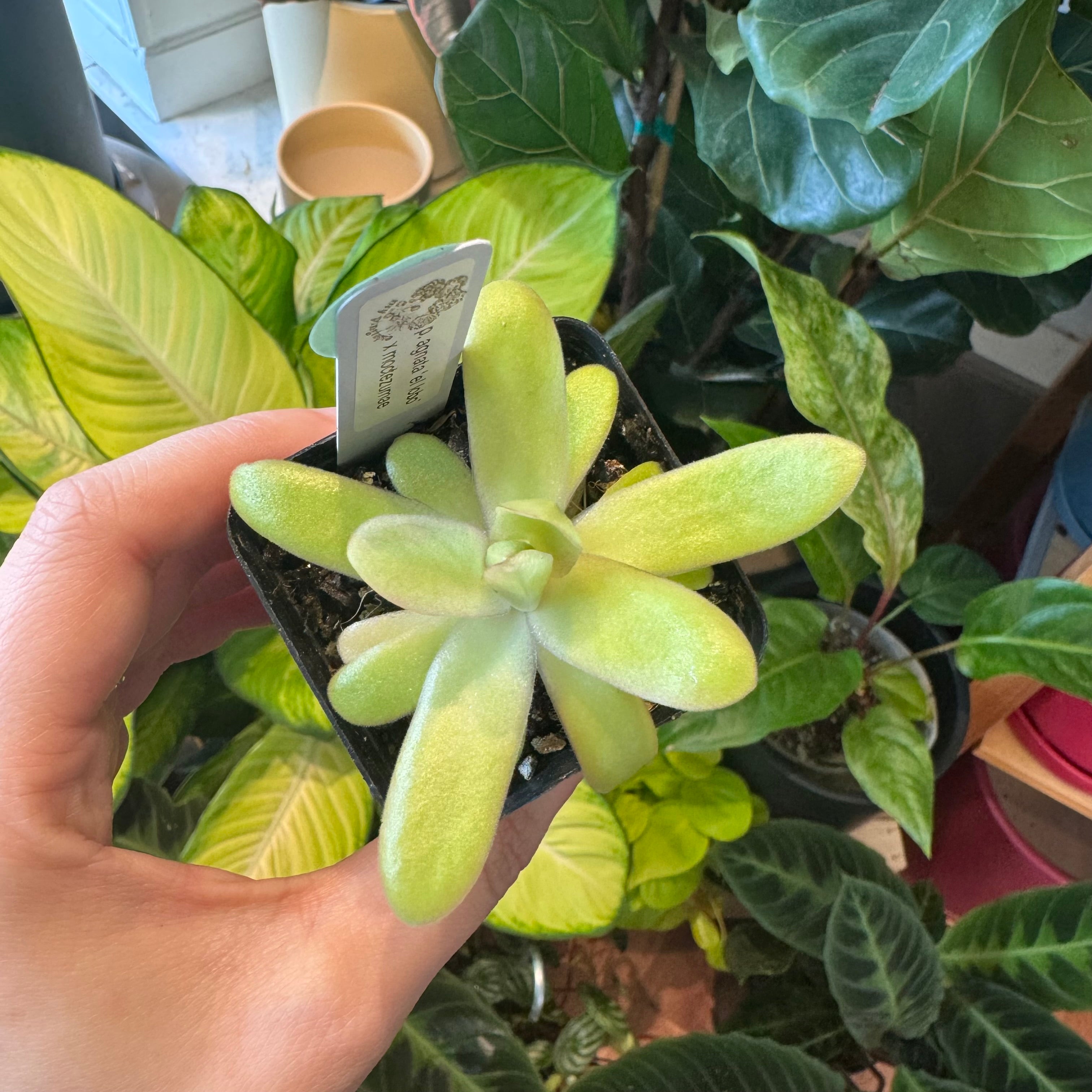 Pinguicula agnata ‘el lobo’ x moctezumae