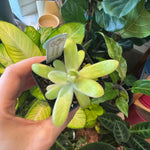 Load image into Gallery viewer, Pinguicula agnata ‘el lobo’ x moctezumae
