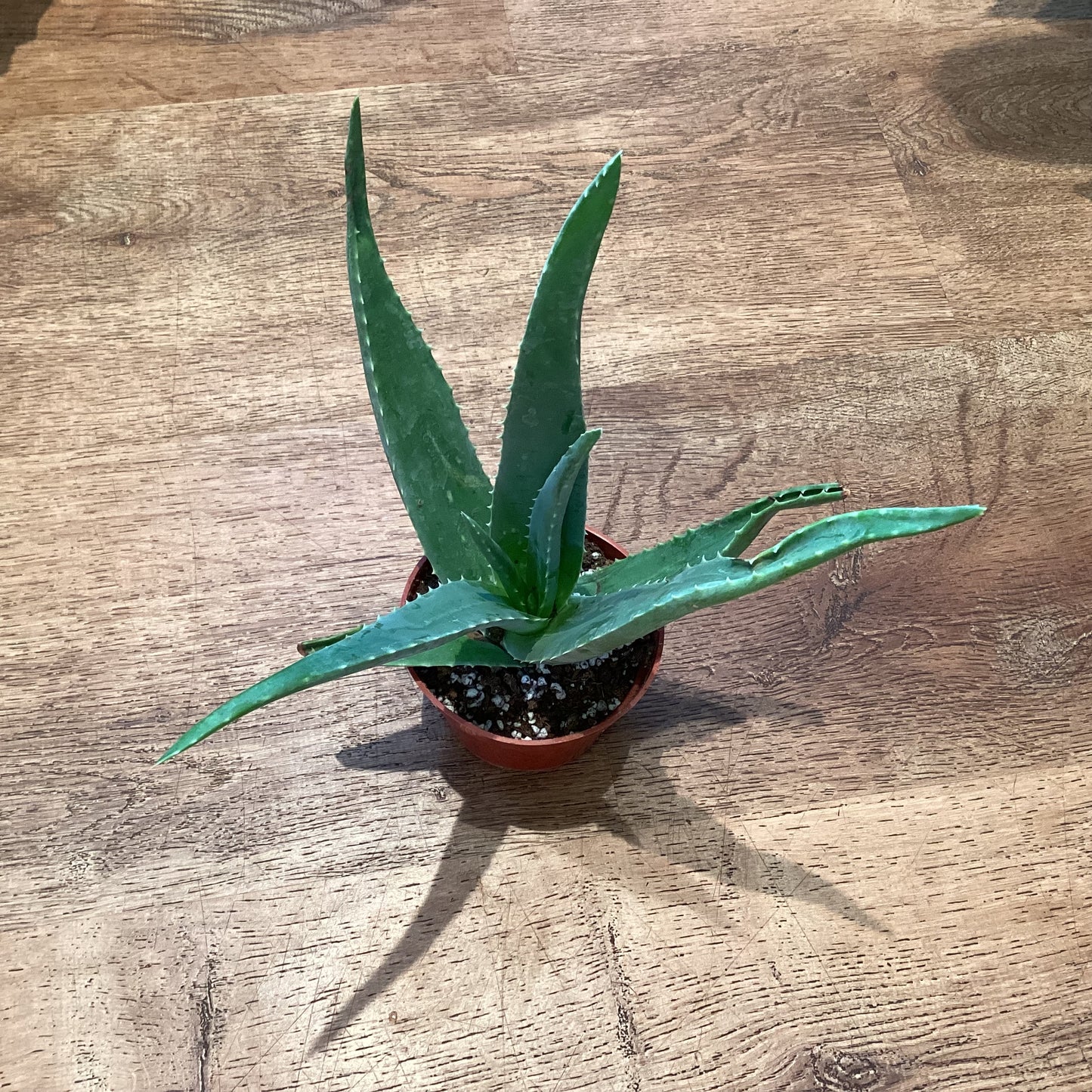 Aloe Vera