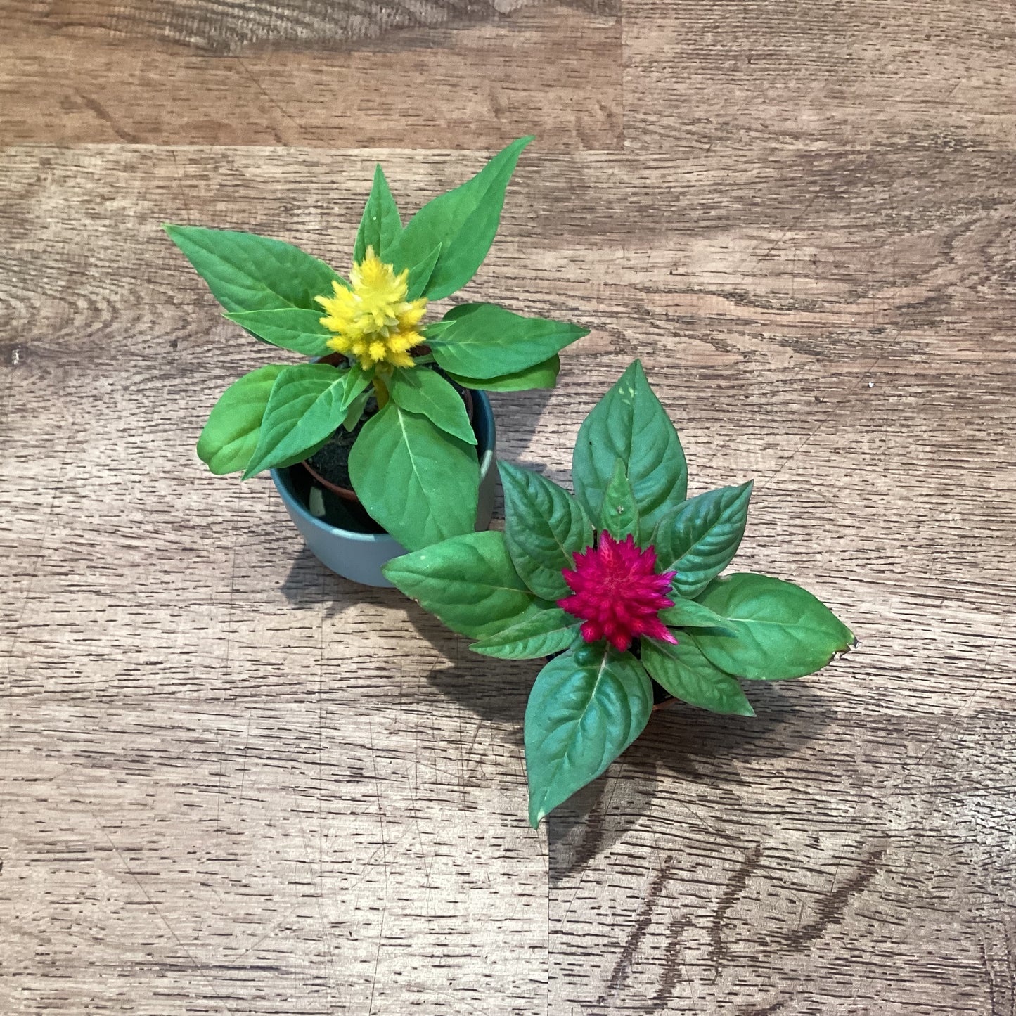 Celosia