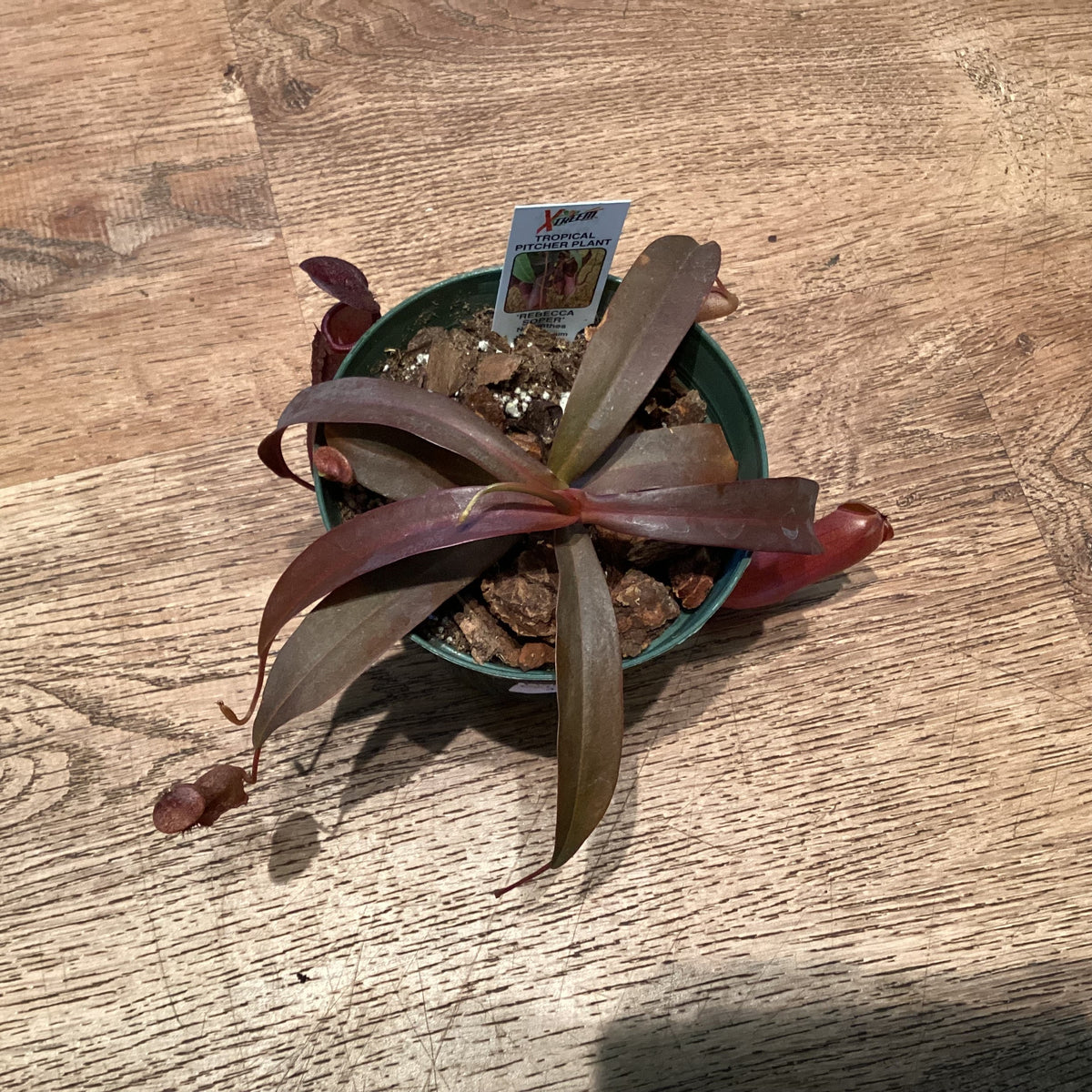 Nepenthes ‘Rebecca Soper’