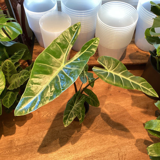 Alocasia longiloba