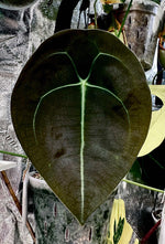 Load image into Gallery viewer, Anthurium forgetii &quot;Mind Flayer&quot;
