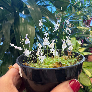 Utricularia sandersonii (Angry Bunny Bladderwort)