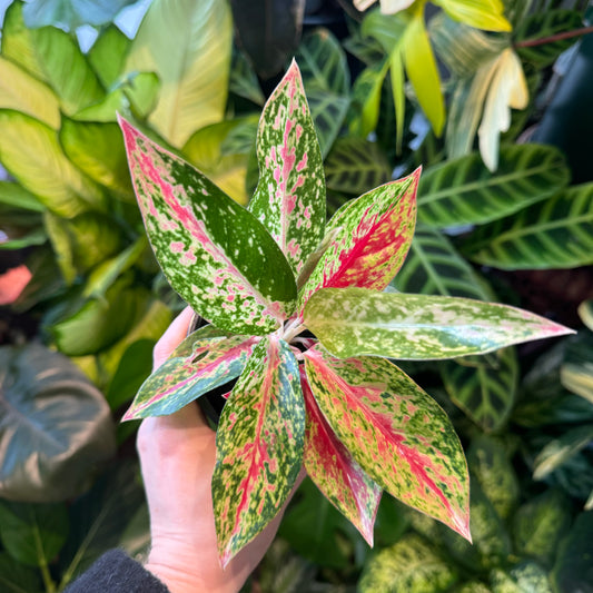 Aglaonema ‘Sparkling Sarah’