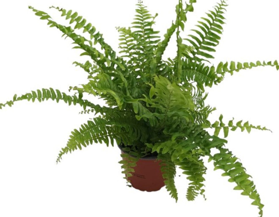 Cyrtomium falcatum (Japanese Holly Fern)