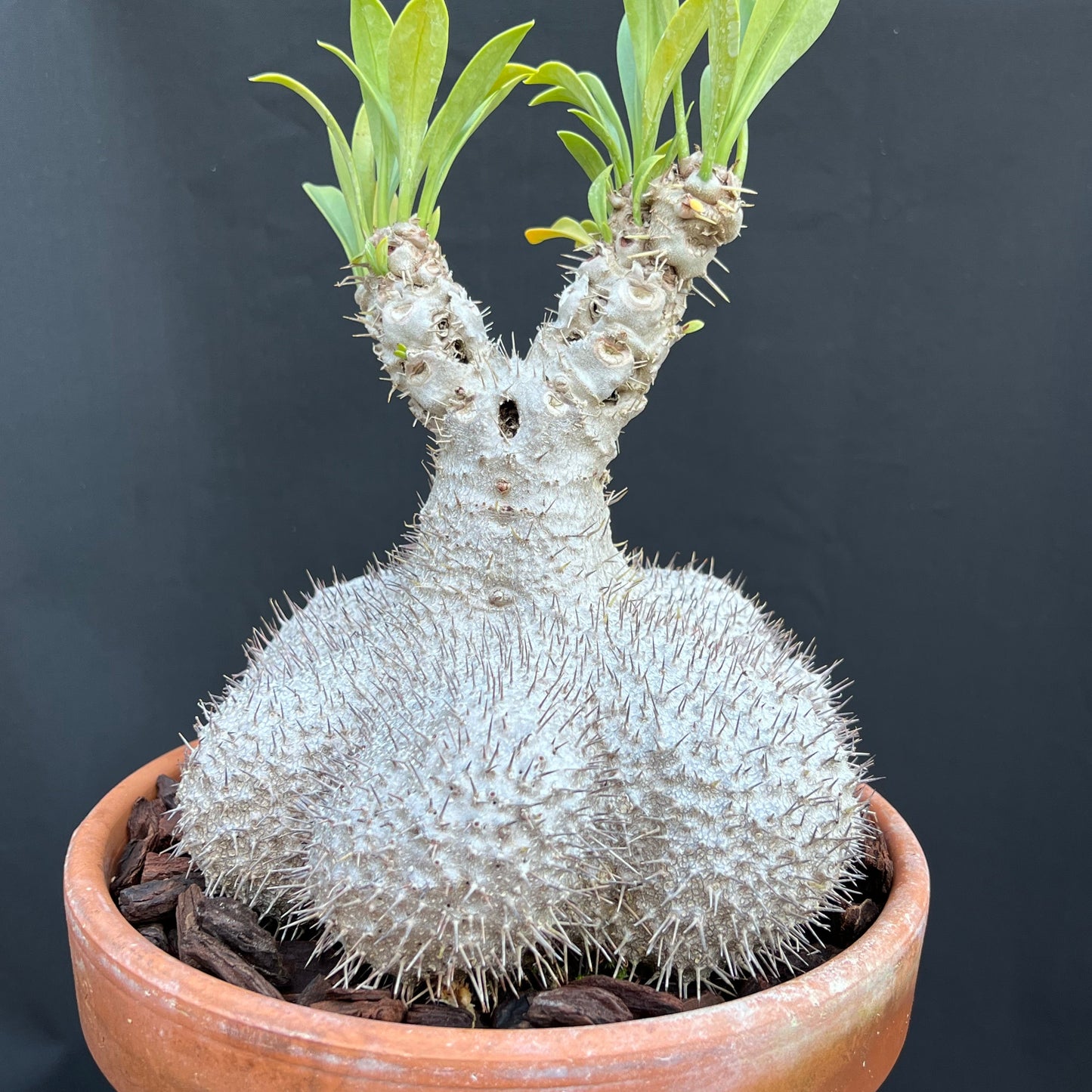 Specimen Ant Plant