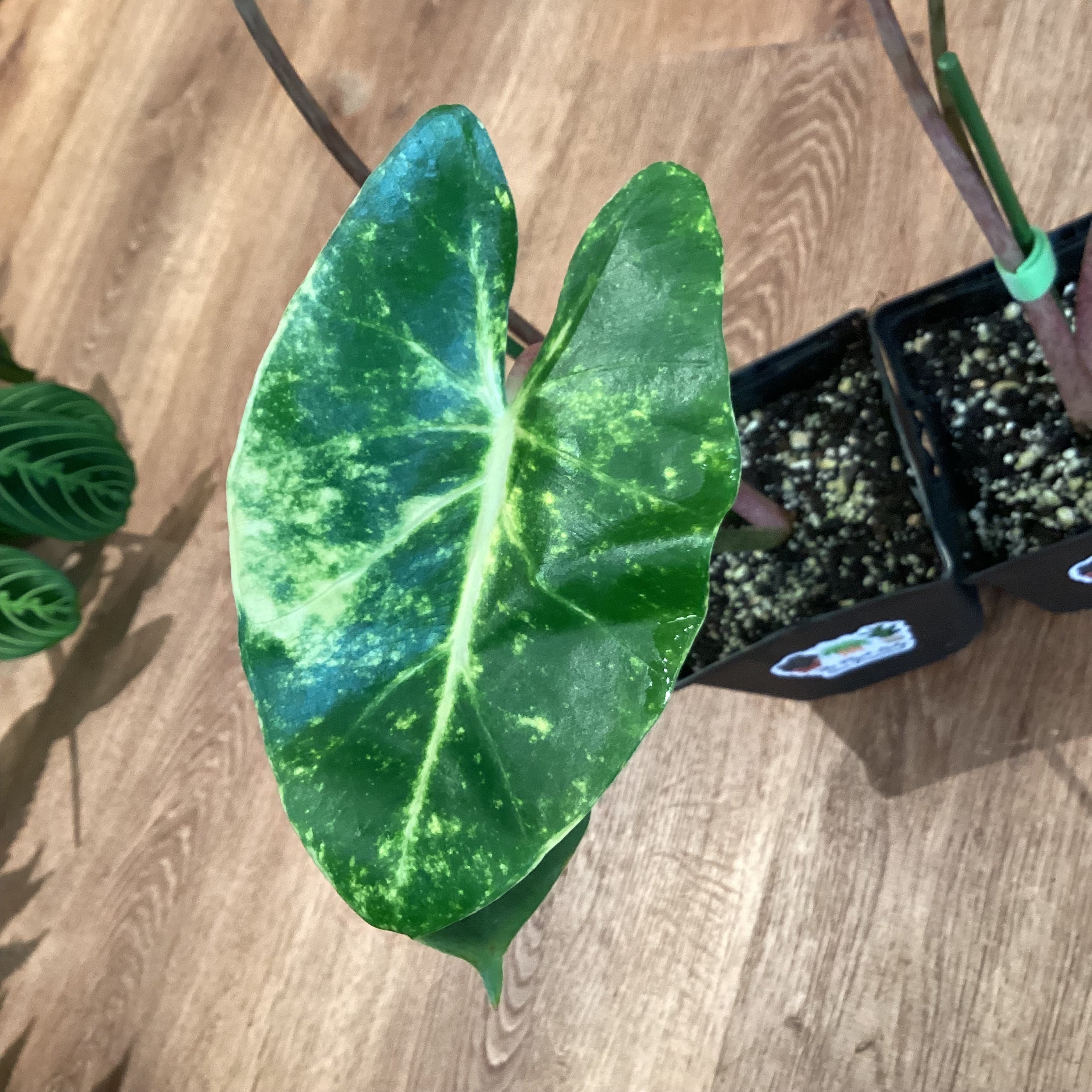 Alocasia macrorrhiza ‘New Guinea Gold’