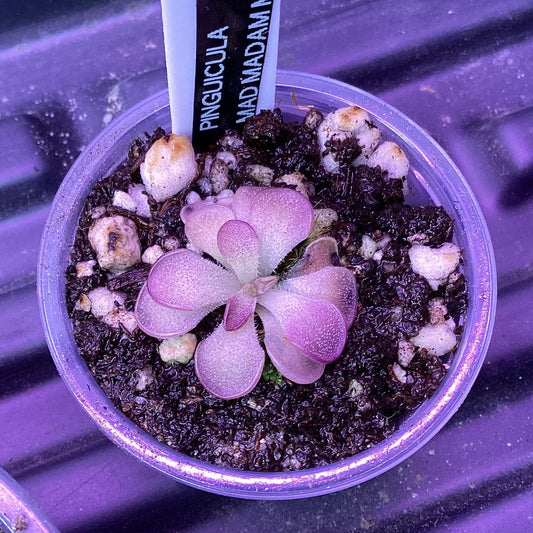 Pinguicula ‘Mad Madam Mim’