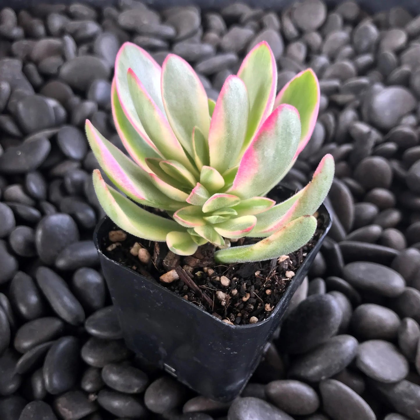 Crassula swaziensis variegata