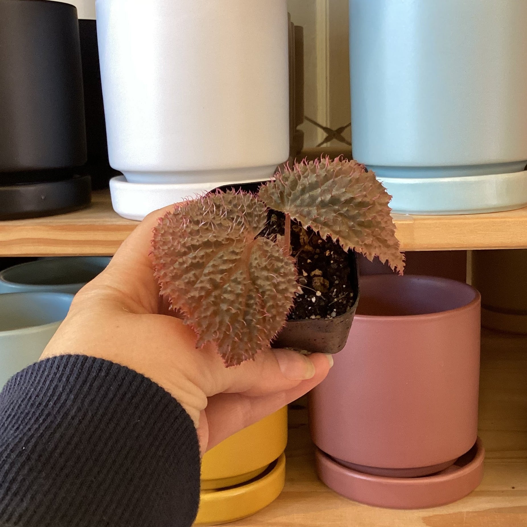 Begonias – The Plant Lady SF