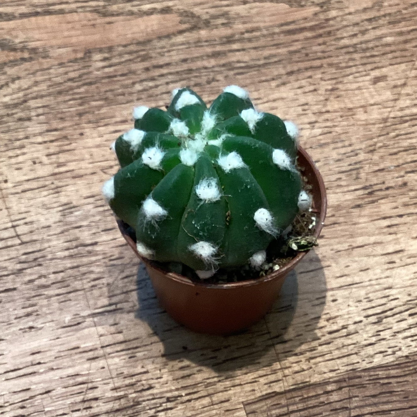 Domino Cactus (Echinopsis subdenuata)