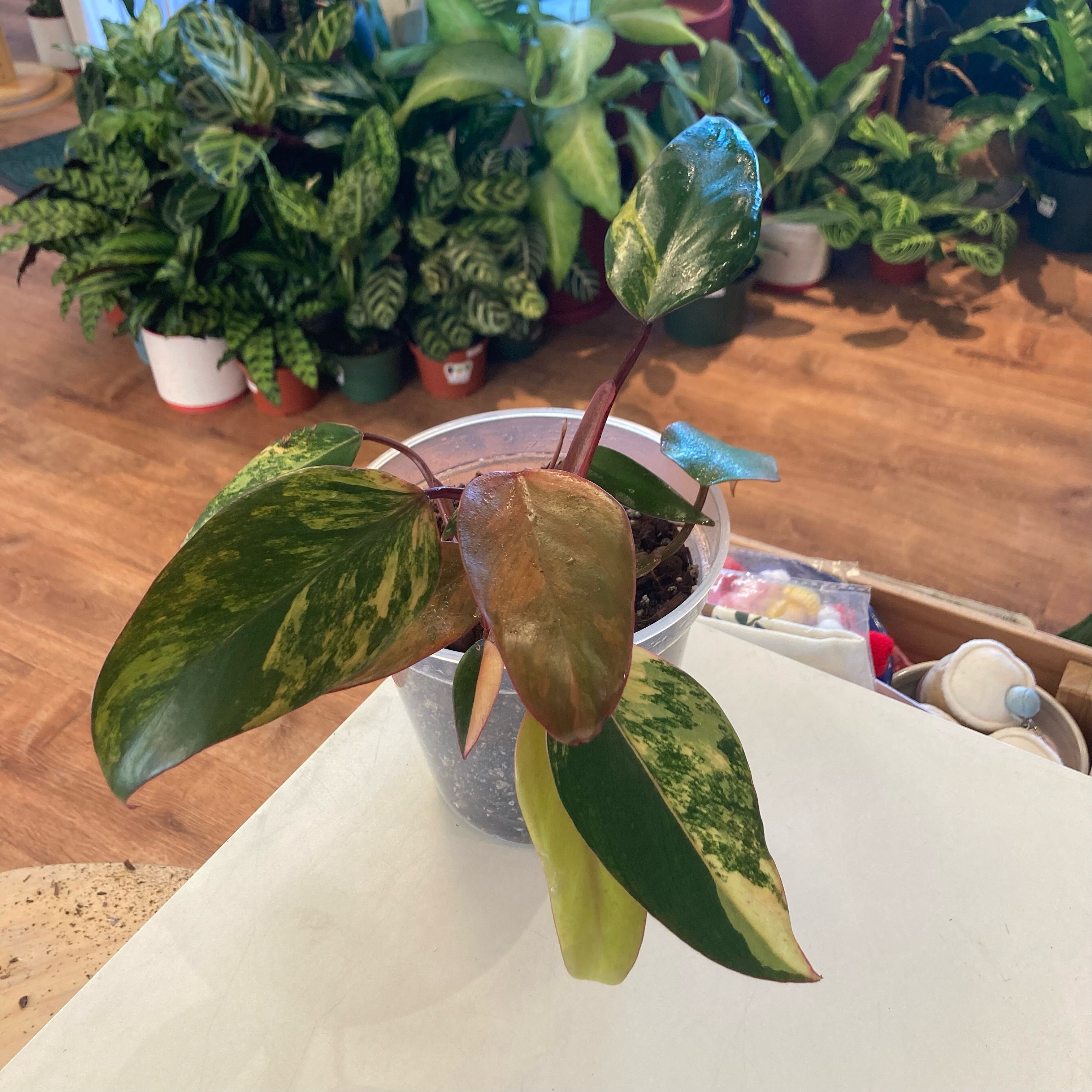 Philodendron 'Strawberry Shake'