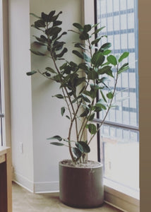 Ficus 'Audrey’