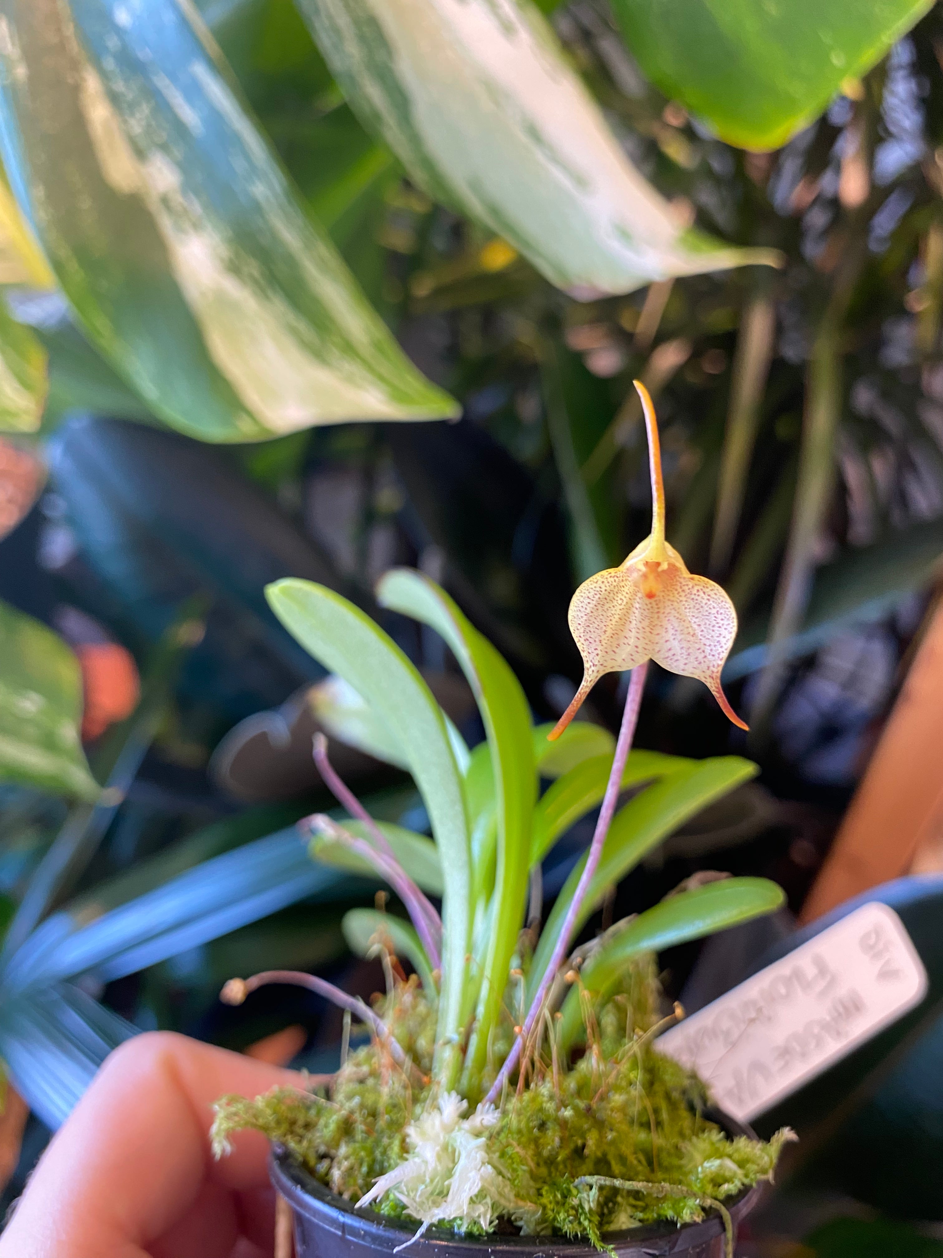 Masdevallia floribunda