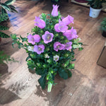 Load image into Gallery viewer, Campanula &#39;Champion&#39;
