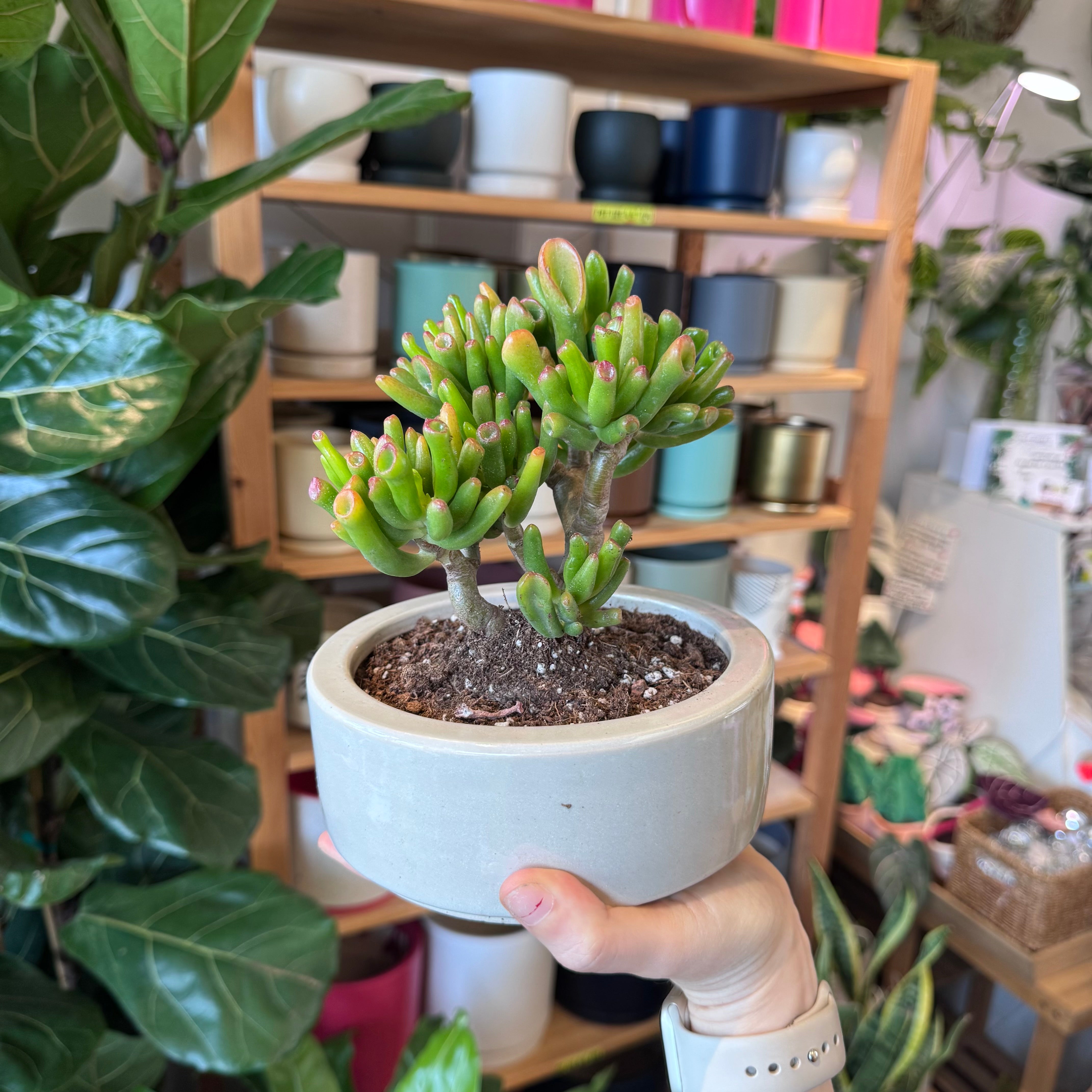 Potted Bonsai Jade Plant