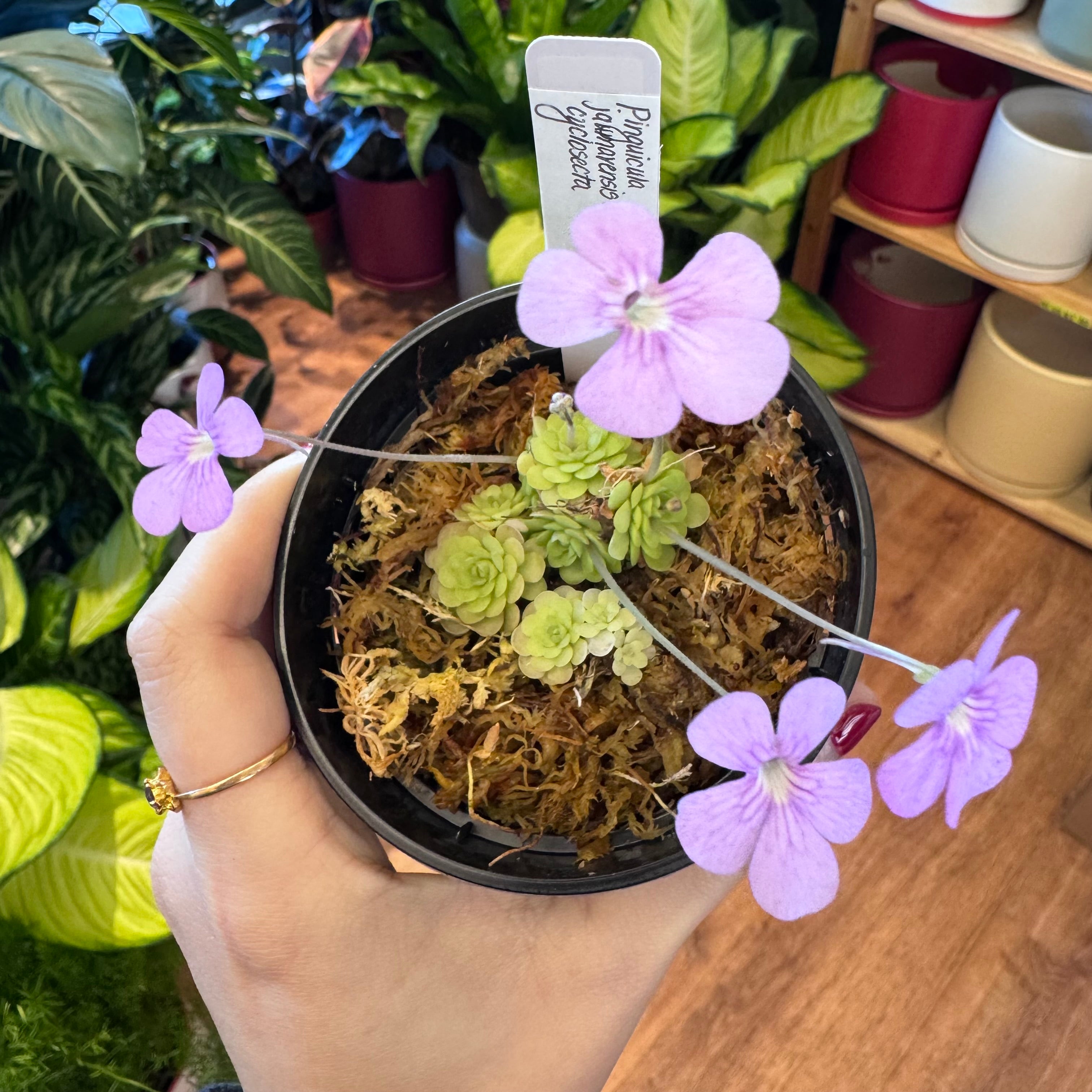 Pinguicula jaumavensis x cyclosecta