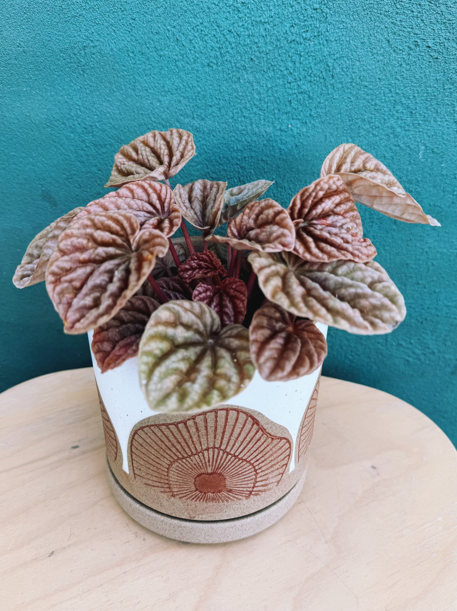 Protea Pot