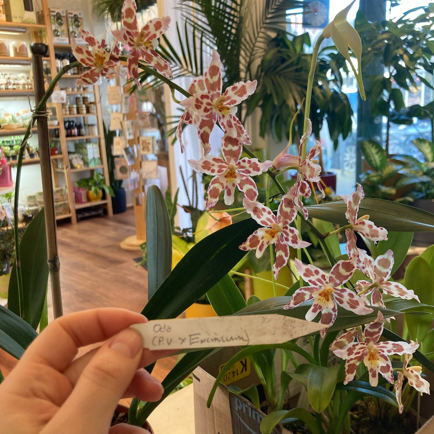 Odontoglossum (POE event only)