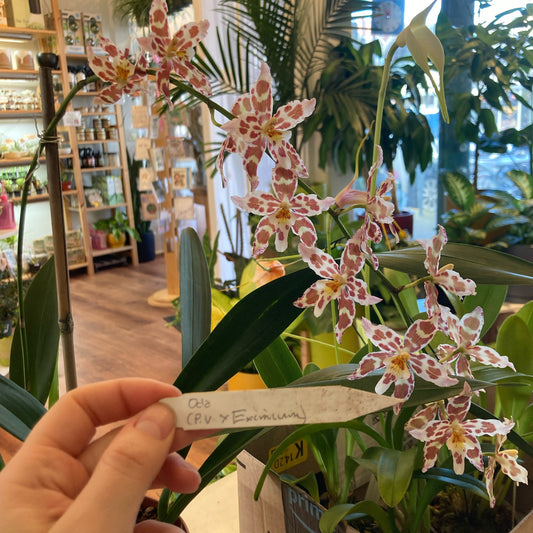 Odontoglossum (POE event only)