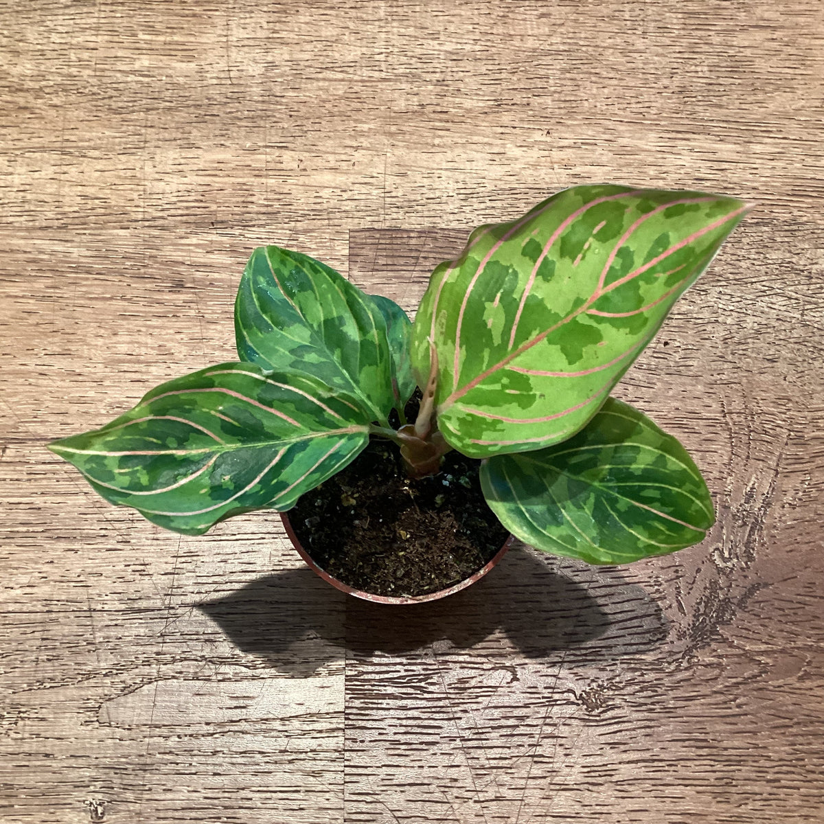 Agalonema ‘Red Army’