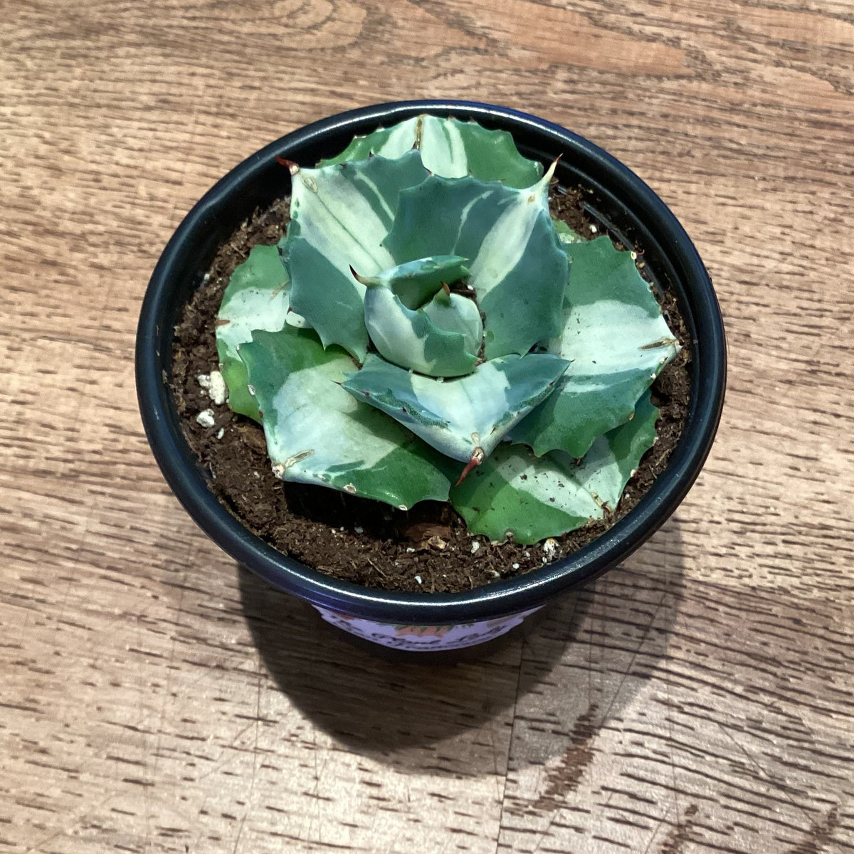 Agave ‘Ohi Raijin Shiro Nakafu’