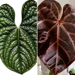 Load image into Gallery viewer, Anthurium NSE red crystallinum x luxurians seedlings

