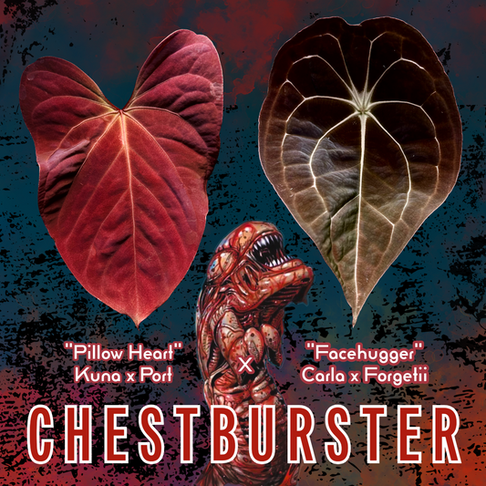 Anthurium “Chestburster”