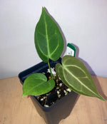 Load image into Gallery viewer, Anthurium &quot;Silver Martian&quot;
