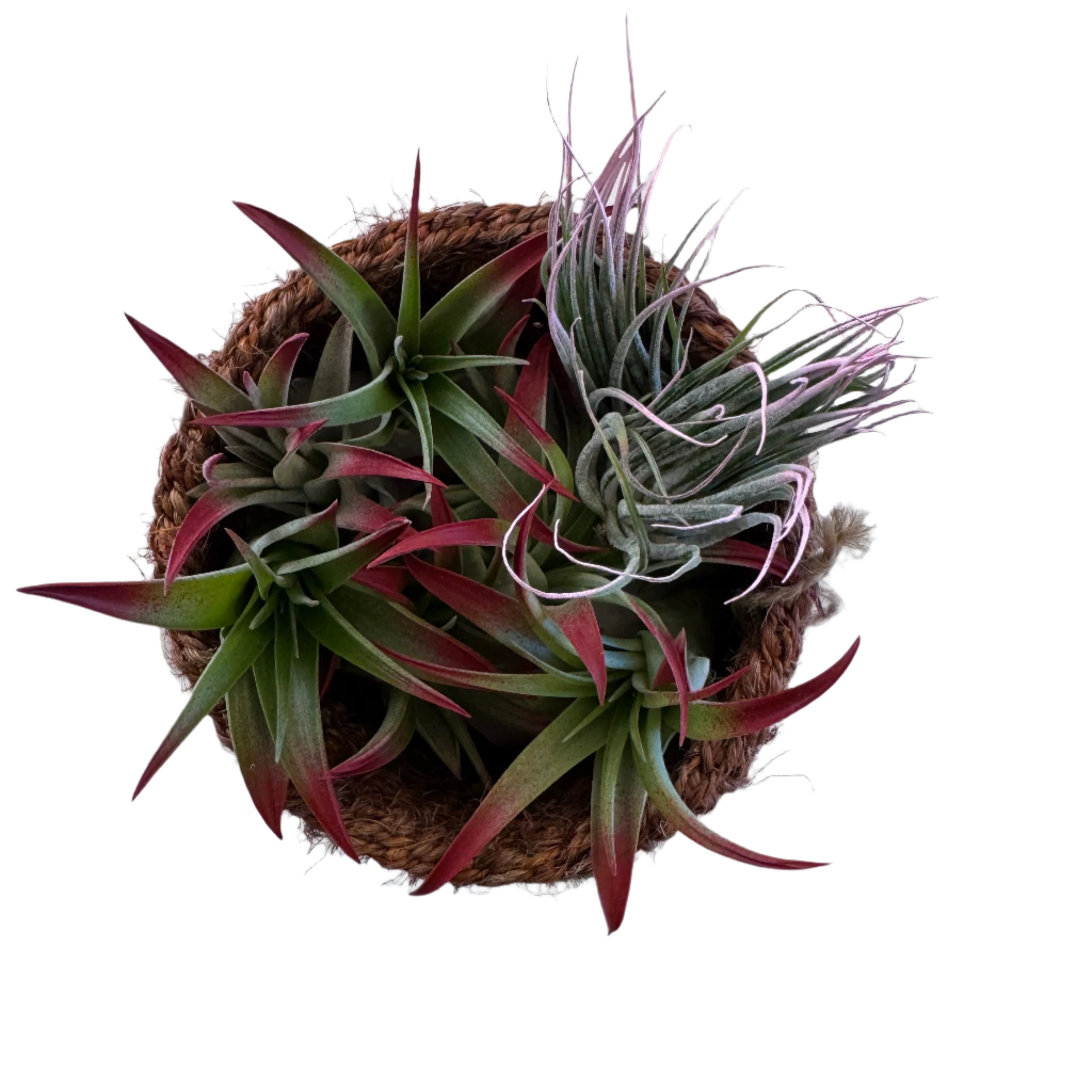 Colorful Tillandsia