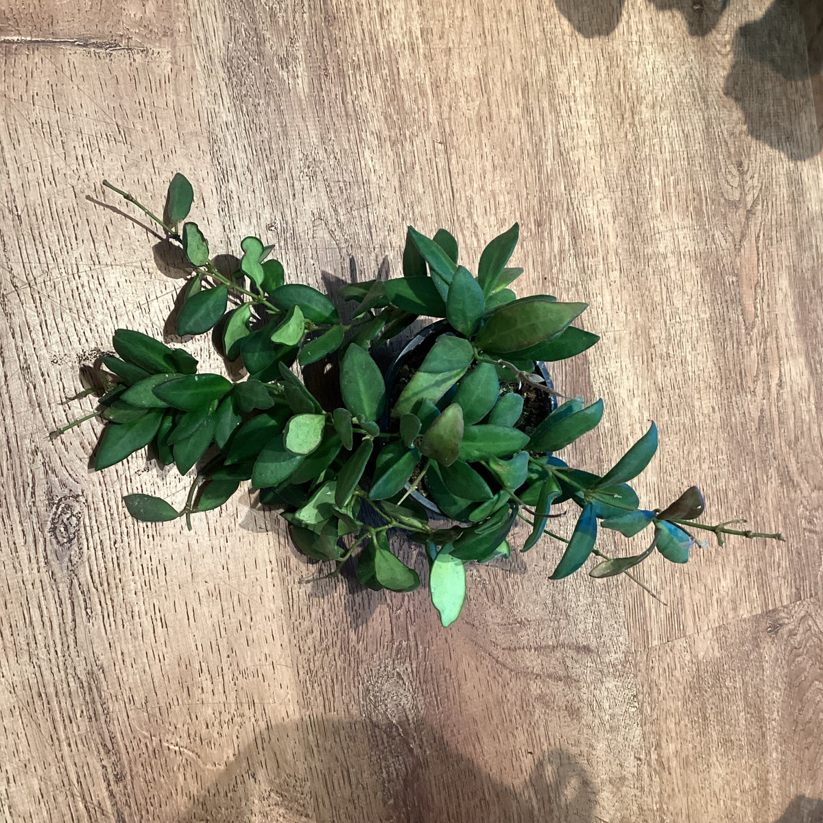Hoya sp. aff. burtoniae