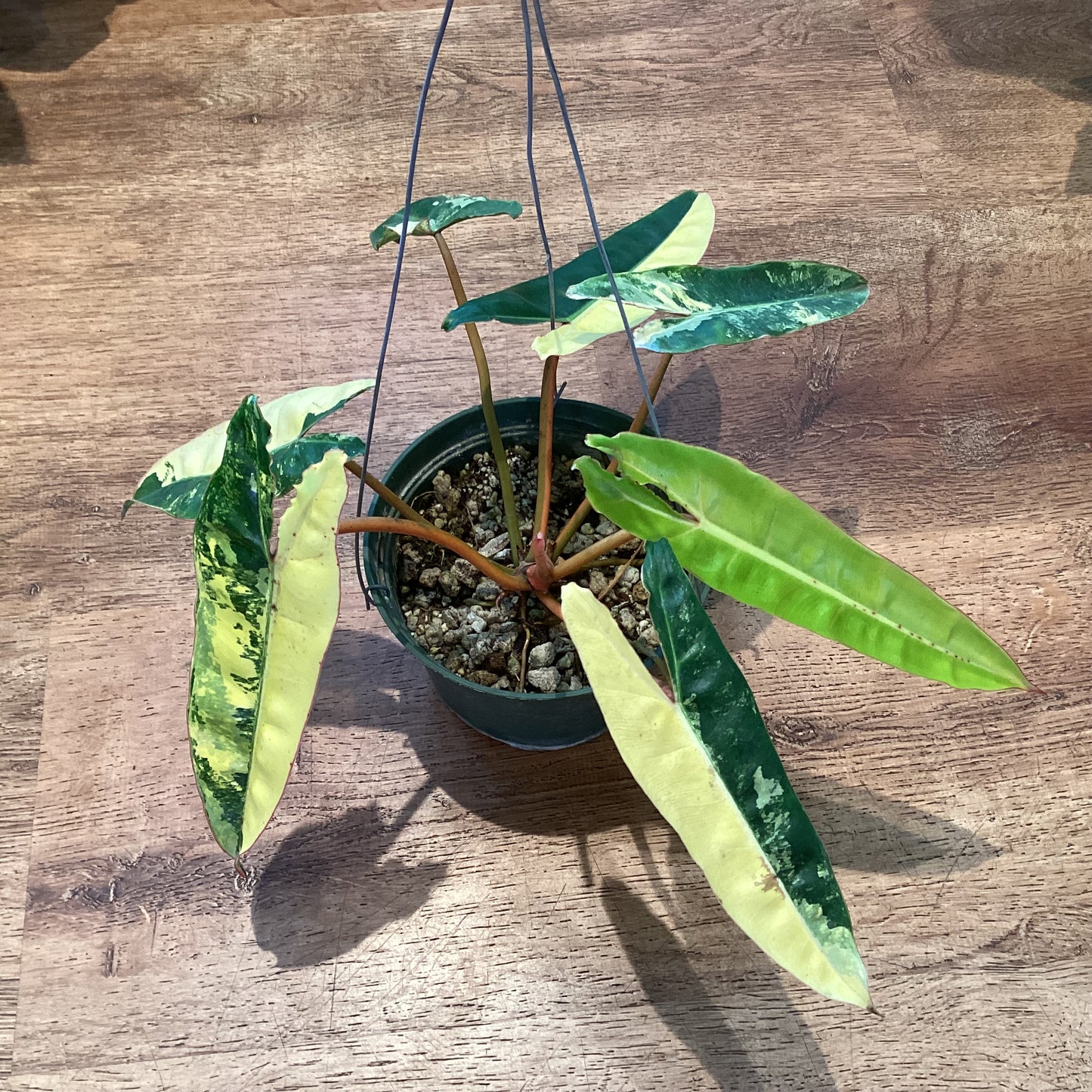 Philodendron billietiae variegated