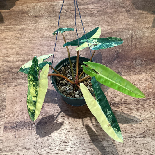 Philodendron billietiae variegated