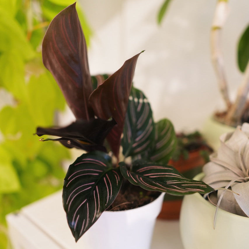Calathea ornata 'Pinstripe'
