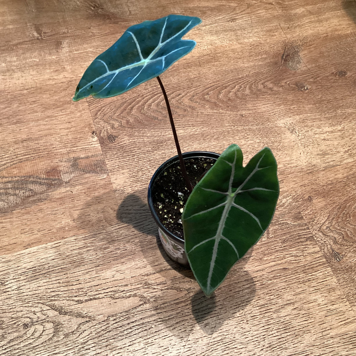 Alocasia ‘Purple Vein’